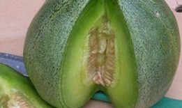 狗可以吃绿宝瓜,绿宝瓜，狗狗的新宠