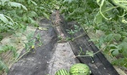 武汉吃瓜群众网站,揭秘城市生活热点，笑谈人间百态