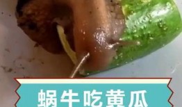 蜗牛会吃瓜吗,揭秘它们对瓜类食物的喜好