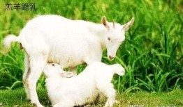 陈伯吃瓜小羊,揭秘网络红人的趣味生活