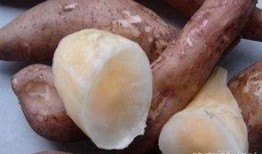 雪莲瓜怎么吃,探索美味与健康的完美融合