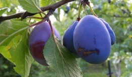 文安吃瓜梅子,夏日消暑佳品，吃瓜梅子的独特魅力