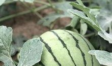 潍坊网红吃瓜,揭秘幕后故事与热门话题