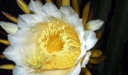 吃瓜霸王花约定,揭秘娱乐圈背后的瓜田秘事