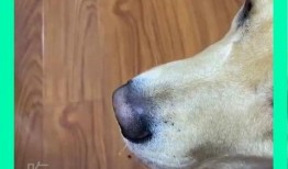 狗子吃瓜被打晕,引发宠物饮食安全思考