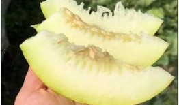 震撼的吃瓜,揭秘娱乐圈幕后真相