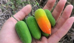 耗子瓜可以吃吗,能否安全食用之谜