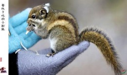 小松鼠普洱吃瓜,小松鼠普洱的夏日吃瓜趣事