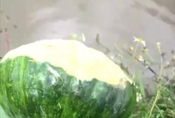 吃瓜会对牙不好吗,揭秘瓜果对牙齿的潜在危害