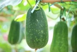 写一个人吃瓜的顺序,从街头巷尾到网络热议，一网打尽吃瓜达人成长记