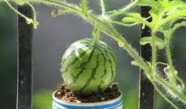 山顶上栽瓜能有瓜吃吗,挑战极限的农业奇观与收获之谜