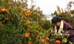 苹果树上吃瓜,一场别开生面的田园盛宴