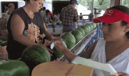 吃瓜摊牌