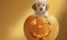 狗吃冰镇地雷瓜,狗狗爱上冰镇地雷瓜