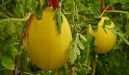 吃瓜资料群,网络社交的趣味与争议