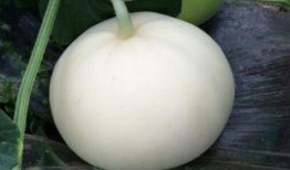 梨瓜怎么吃热量,健康美味两不误的食用指南