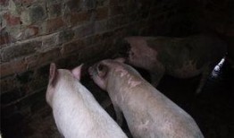 黑瓜吃猪,黑瓜与猪的奇幻冒险之旅