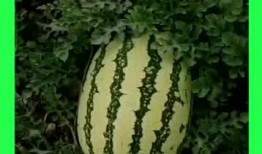 每日精彩吃瓜,揭秘娱乐圈幕后故事