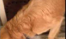 狗子吃瓜被打晕,引发宠物饮食安全思考