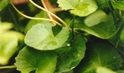 云瓜的叶子可以吃,大自然的绿色馈赠，美味与营养并存