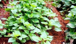 汾阳吃的瓜,探寻当地特色美食之旅