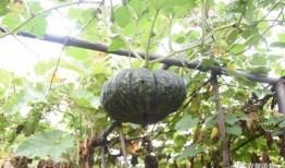 长宁锦园吃瓜,揭秘网红吃瓜基地的幕后故事