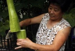 会长吃瓜一剪到底,揭秘娱乐圈幕后真相