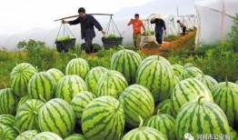 朝阳大妈吃瓜视频大全,揭秘社区生活百态