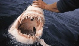 鲨鱼酱吃瓜视频,揭秘娱乐圈幕后真相