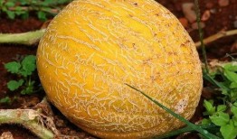 圆护瓜怎么吃,解锁美味新体验