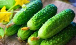 吃哈密瓜可以吃黄瓜吗,同食相宜的夏日美味搭配
