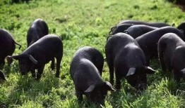 黑猪吃白瓜,一场生态趣事