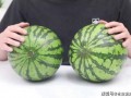 野生沙瓜怎么吃,探索自然美味的新境界