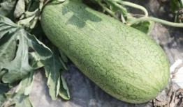 吃瓜像什么,揭秘网络时代的“瓜”文化现象