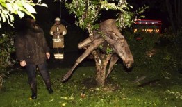 苹果树上吃瓜,一场别开生面的田园盛宴