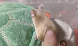 老鼠吃瓜图,揭秘老鼠吃瓜的欢乐瞬间