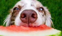 云顶黑喂狗吃瓜,黑喂狗吃瓜背后的故事与启示