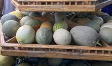 新疆的吃瓜视频,吃瓜视频里的甜蜜生活画卷