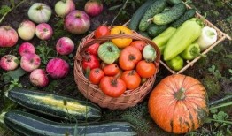 王新芳 伏天吃瓜,王新芳教你如何享受夏日美味