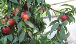 辉县大宝吃瓜,揭秘网络热传事件背后的真相