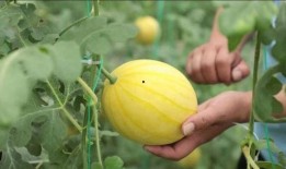 阜新吃瓜事件进展,最新进展揭秘，真相逐步浮出水面