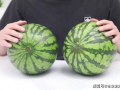 野生沙瓜怎么吃,探索自然美味的新境界