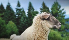 陈伯吃瓜小羊,揭秘网络红人的趣味生活