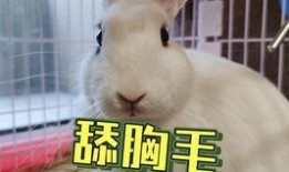 抖音吃瓜的公主,揭秘网红公主的瓜田奇遇