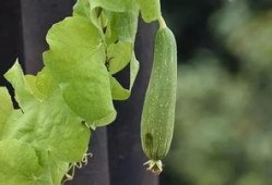 吃瓜协会的规矩