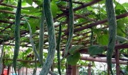 吃蛇瓜要削皮吃吗视频,削皮还是直接享用？