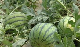 大棚种哪些瓜可以吃,适合食用的瓜类品种精选