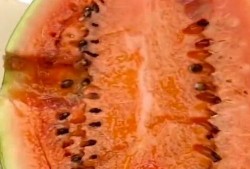 大西米君吃瓜,一场吃瓜盛宴背后的故事