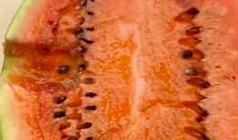 大西米君吃瓜,一场吃瓜盛宴背后的故事