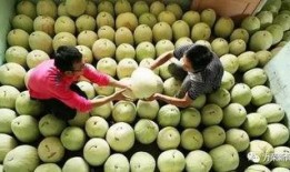 三白瓜请人吃,共享丰收喜悦